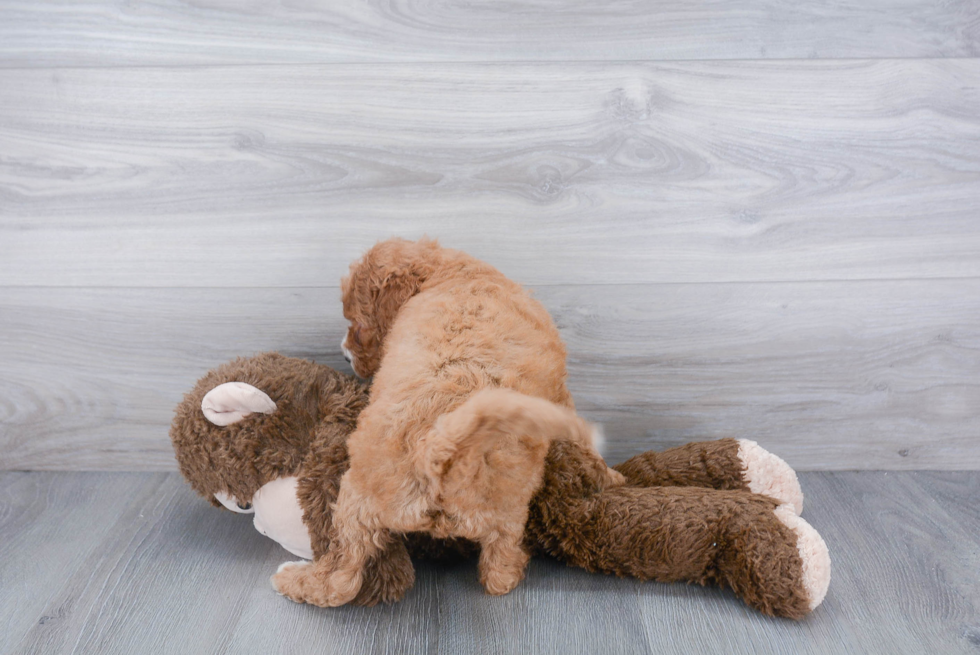 Mini Goldendoodle Pup Being Cute