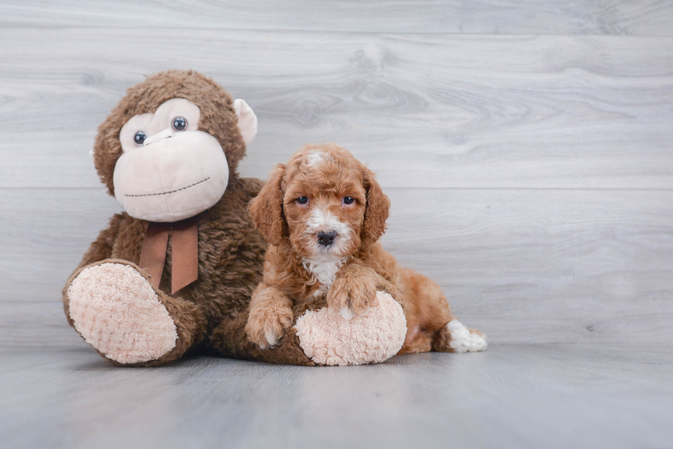 Funny Mini Goldendoodle Poodle Mix Pup