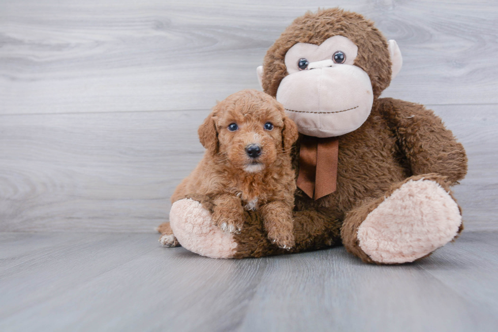 Sweet Mini Goldendoodle Baby