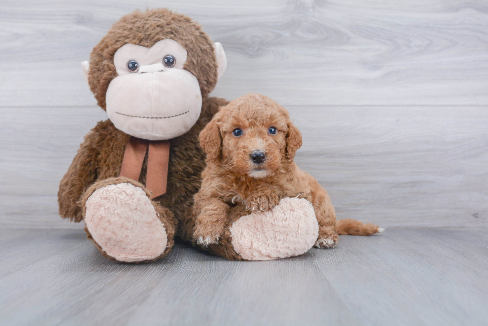 Best Mini Goldendoodle Baby