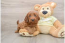 Mini Goldendoodle Puppy for Adoption