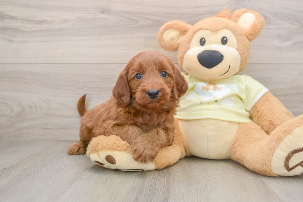 Mini Goldendoodle Puppy for Adoption