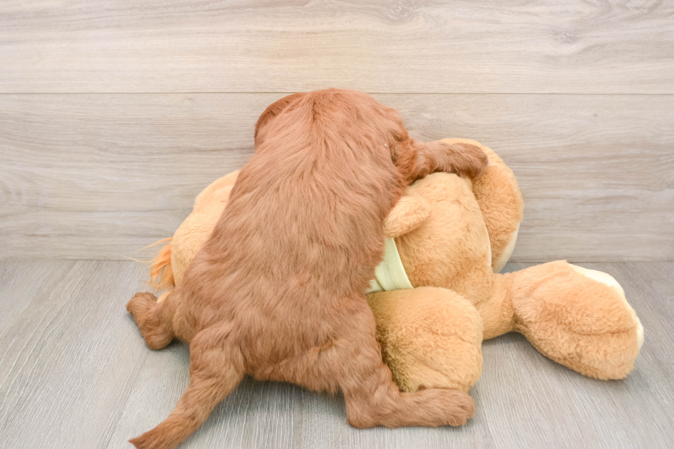 Mini Goldendoodle Puppy for Adoption