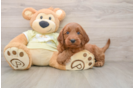 Popular Mini Goldendoodle Poodle Mix Pup
