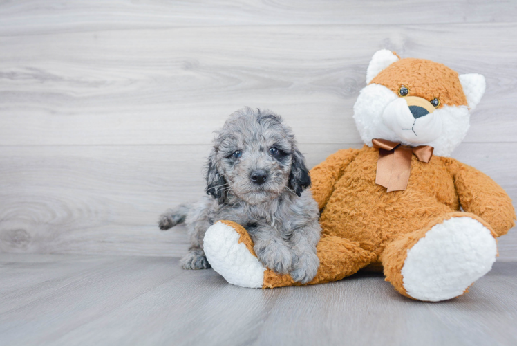 Best Mini Goldendoodle Baby