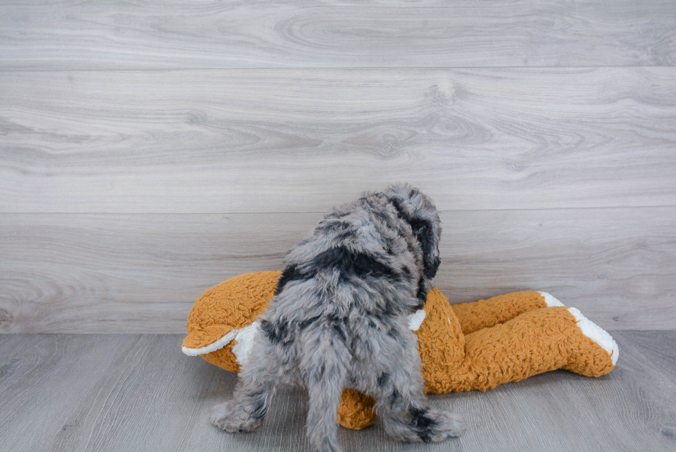 Hypoallergenic Golden Retriever Poodle Mix Puppy