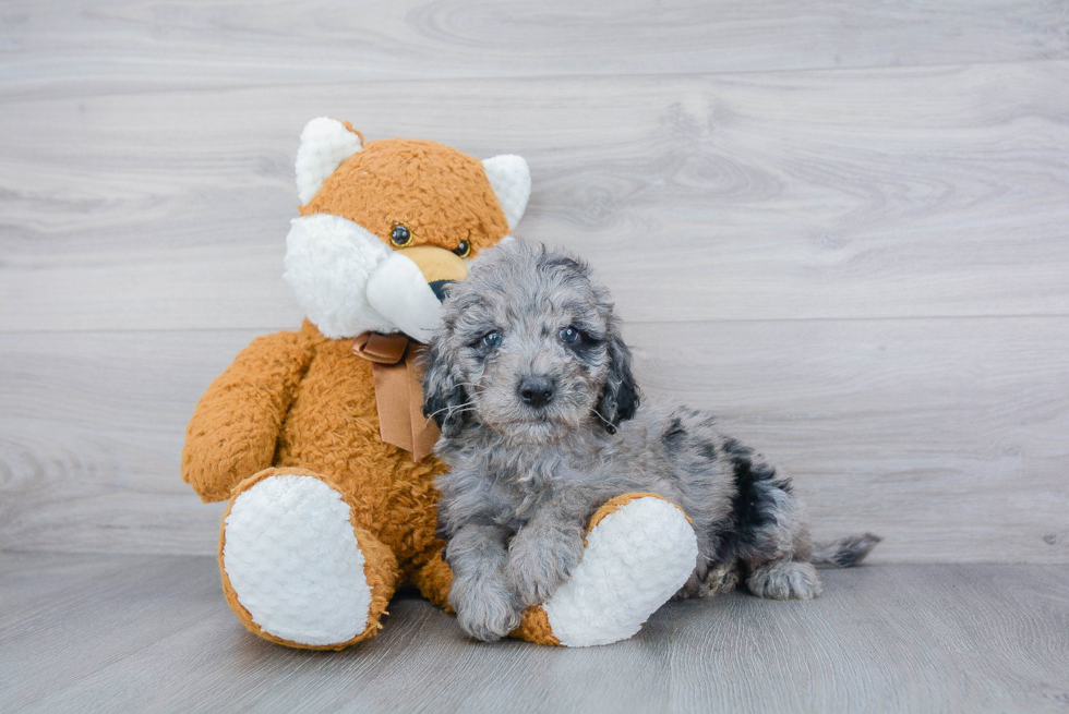 Best Mini Goldendoodle Baby