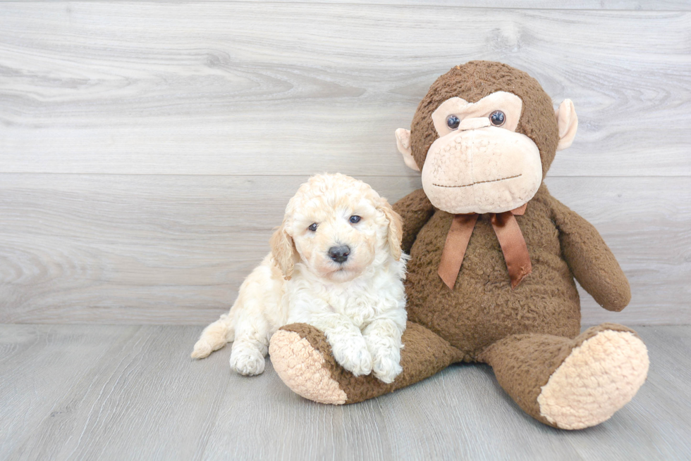 Mini Goldendoodle Pup Being Cute