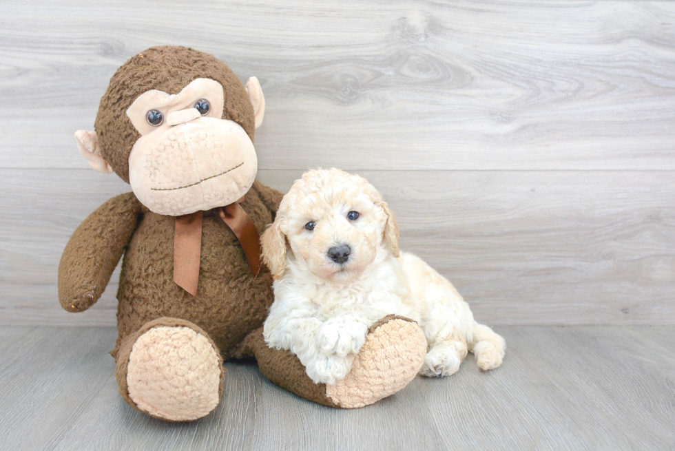 Energetic Golden Retriever Poodle Mix Puppy