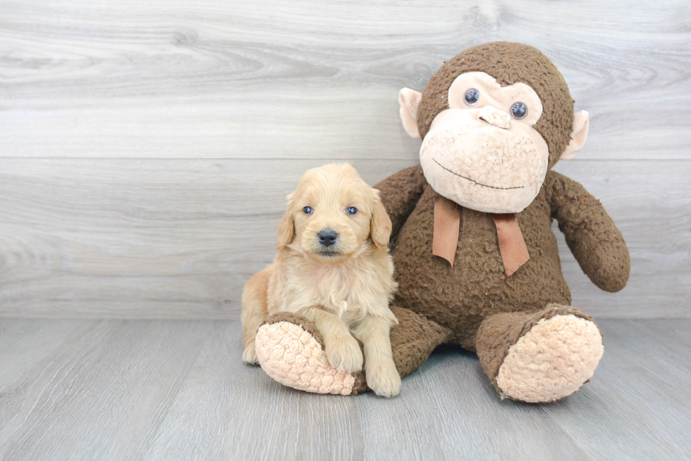 Hypoallergenic Golden Retriever Poodle Mix Puppy