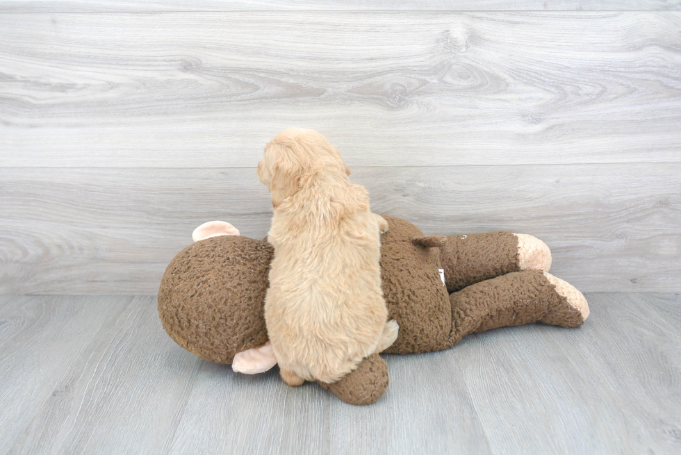 Mini Goldendoodle Pup Being Cute