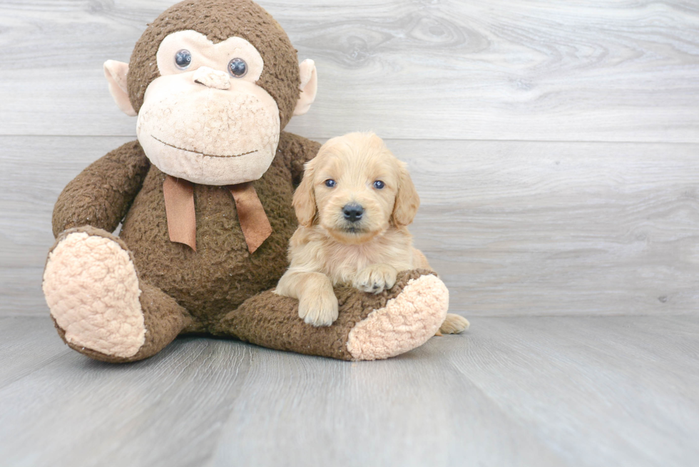 Mini Goldendoodle Puppy for Adoption