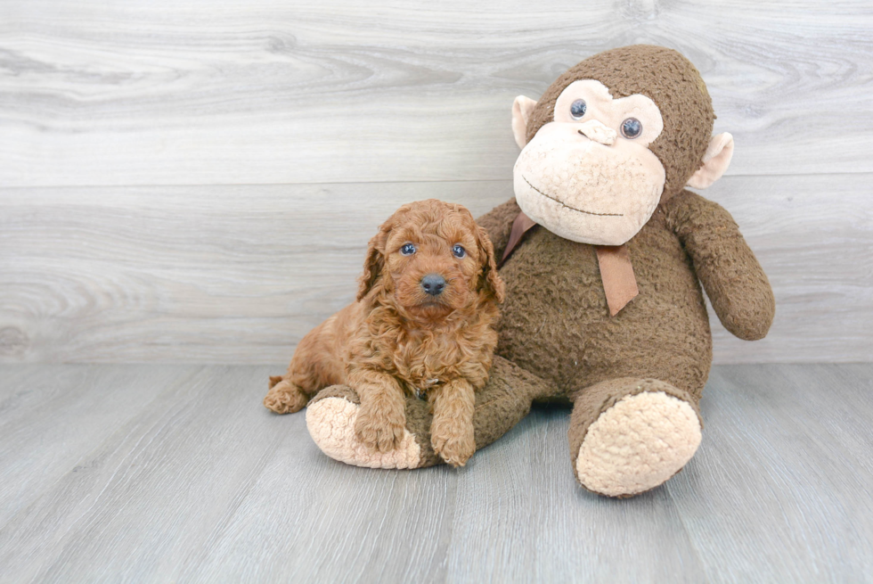 Playful Golden Retriever Poodle Mix Puppy