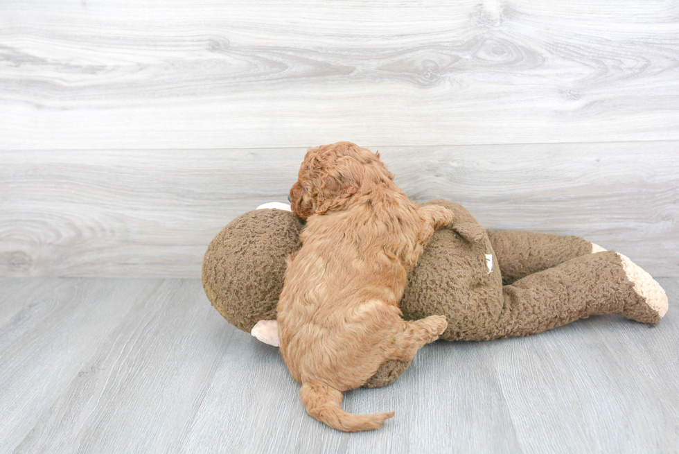 Fluffy Mini Goldendoodle Poodle Mix Pup