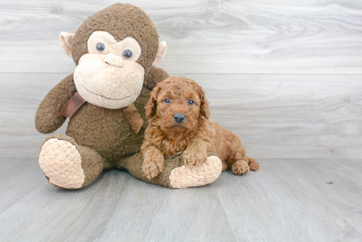 Friendly Mini Goldendoodle Baby