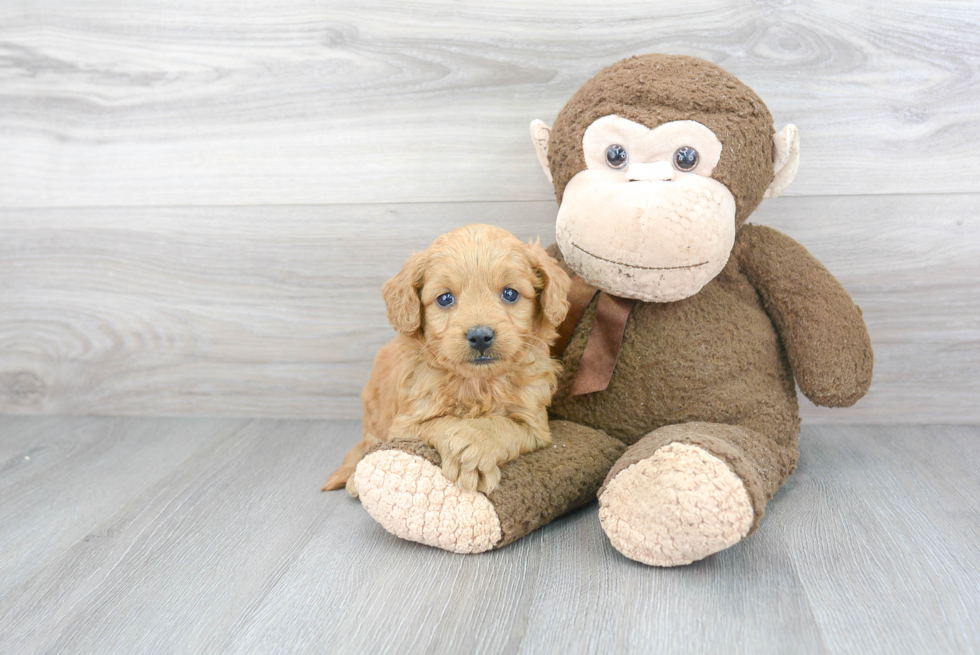 Mini Goldendoodle Pup Being Cute