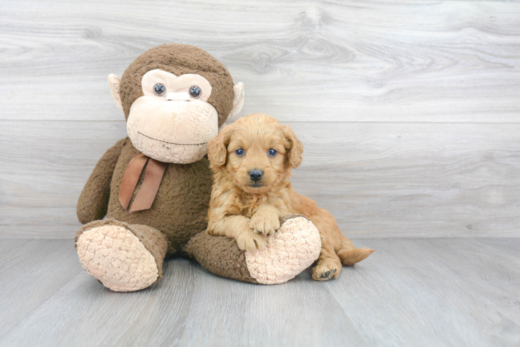 Little Golden Retriever Poodle Mix Puppy