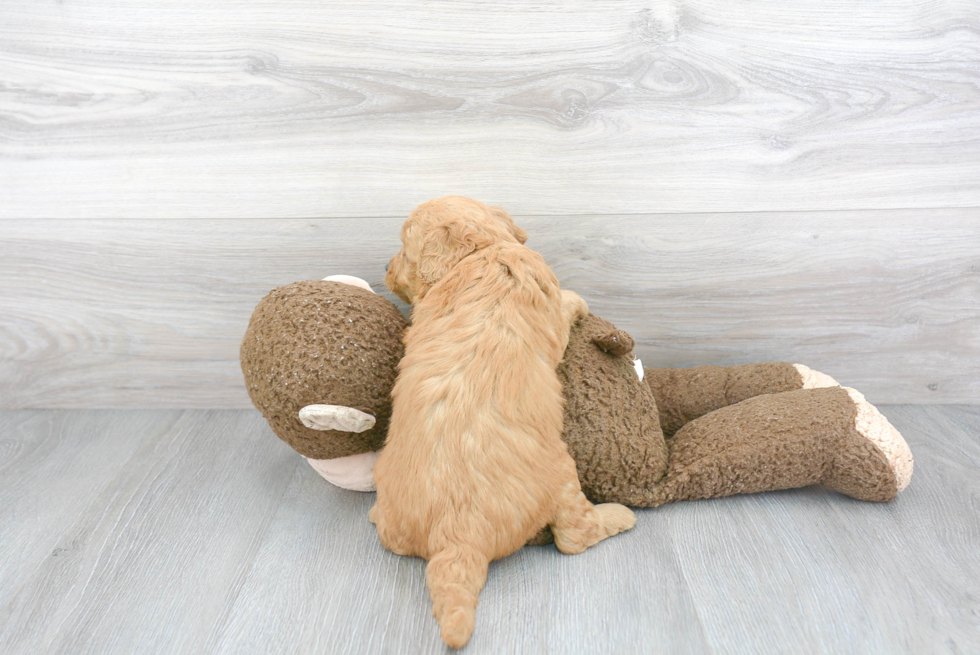 Happy Mini Goldendoodle Baby