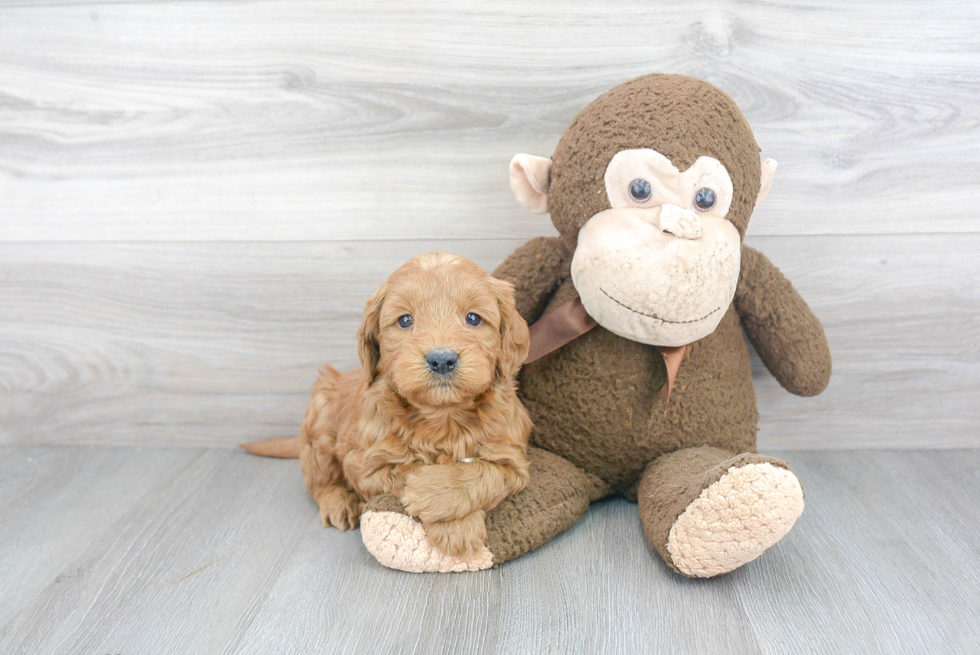 Mini Goldendoodle Pup Being Cute