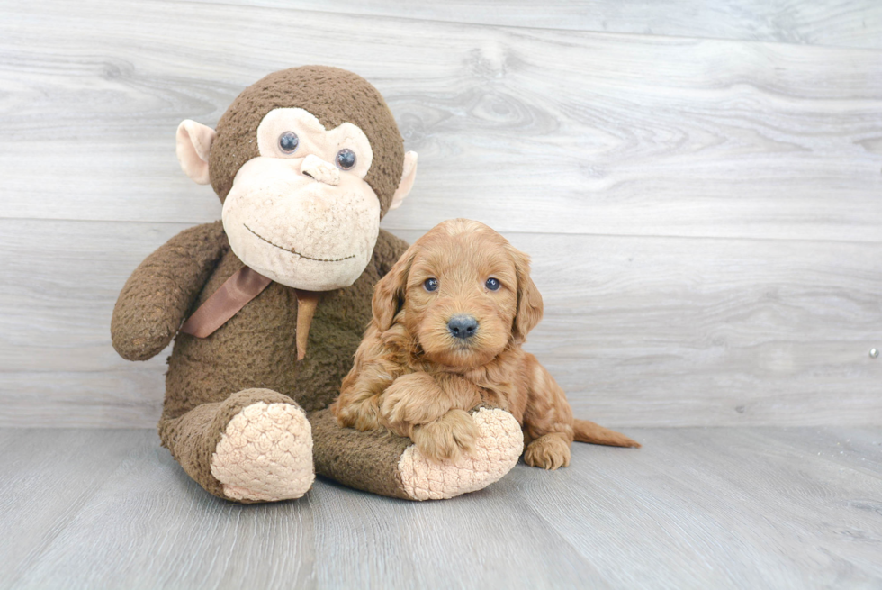 Best Mini Goldendoodle Baby