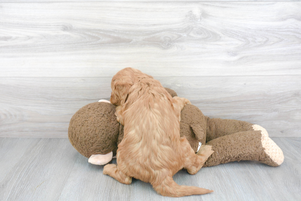 Small Mini Goldendoodle Baby