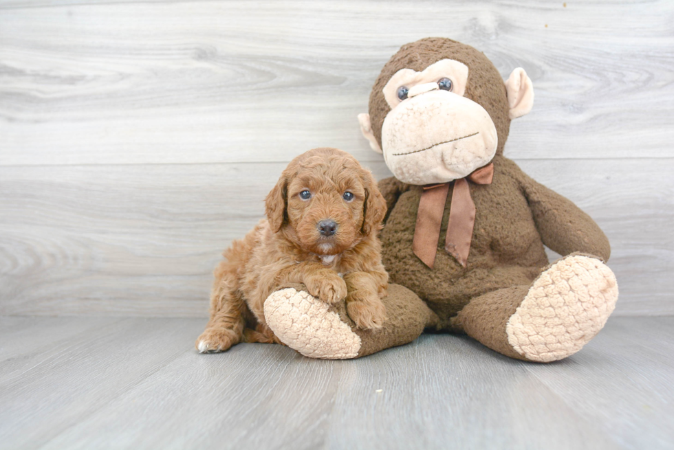 Mini Goldendoodle Puppy for Adoption