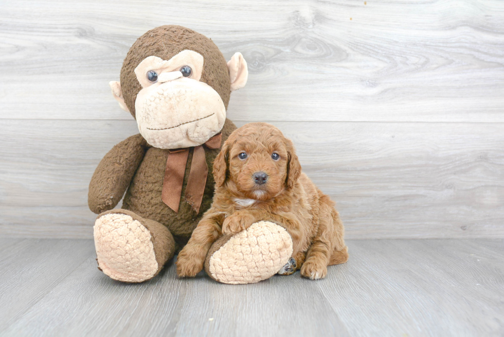 Mini Goldendoodle Pup Being Cute