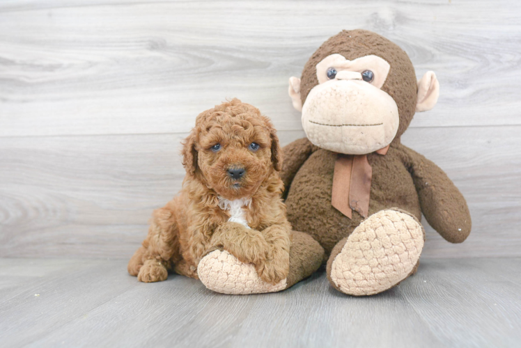 Sweet Mini Goldendoodle Baby