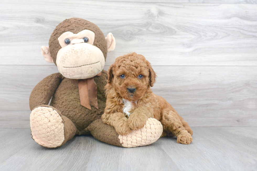 Adorable Golden Retriever Poodle Mix Puppy