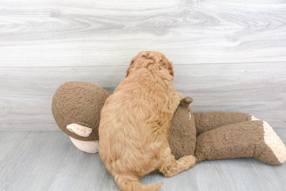 Best Mini Goldendoodle Baby