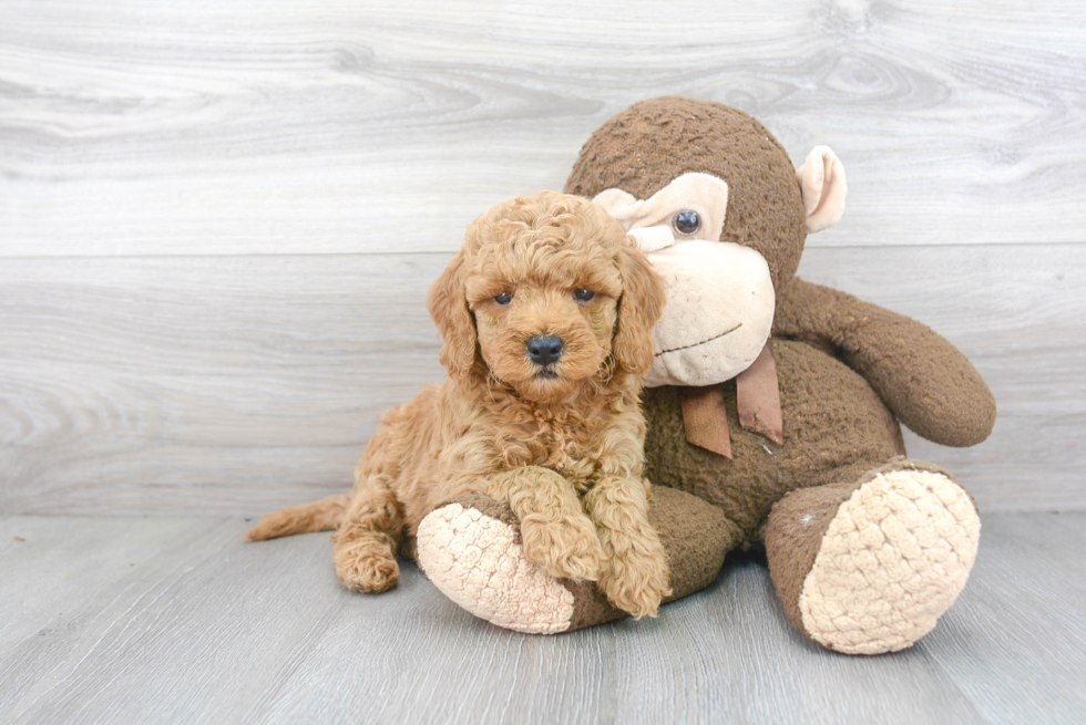 Petite Mini Goldendoodle Poodle Mix Pup