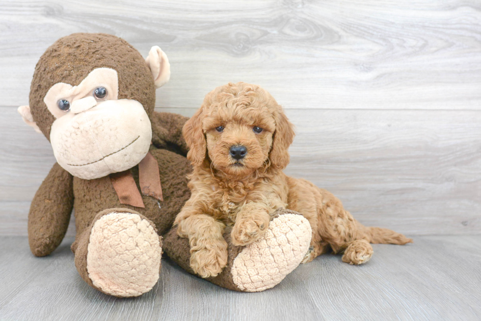 Funny Mini Goldendoodle Poodle Mix Pup