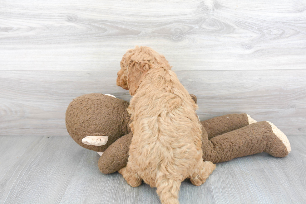 Mini Goldendoodle Pup Being Cute