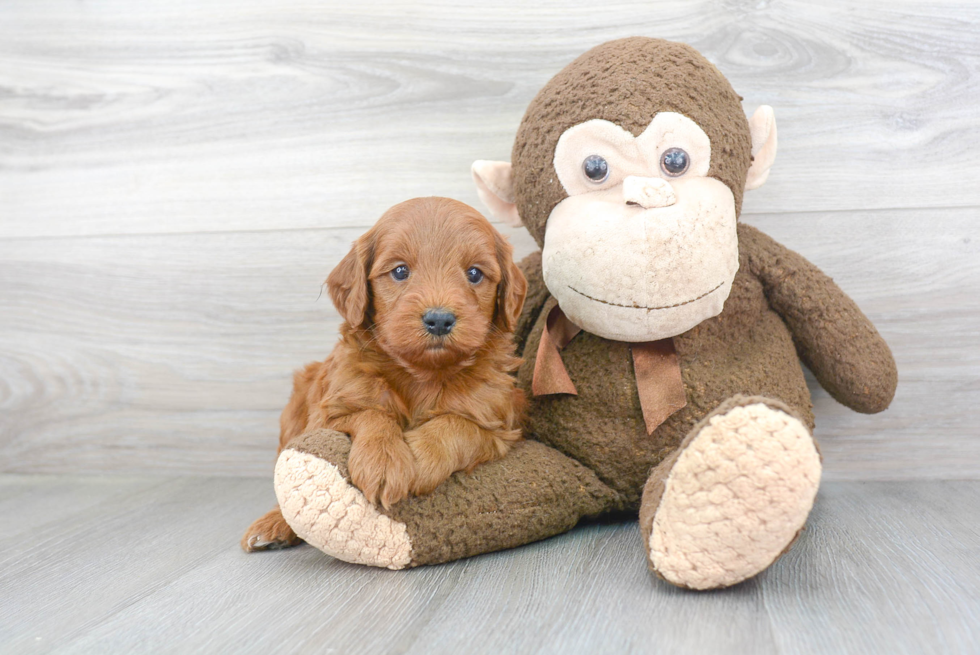 Best Mini Goldendoodle Baby