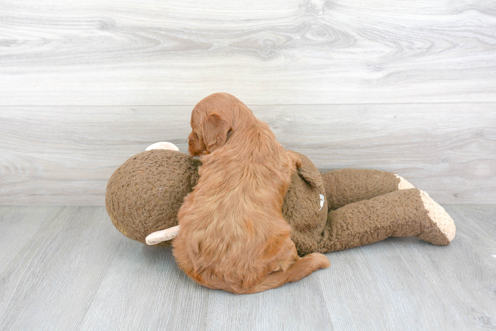 Mini Goldendoodle Pup Being Cute