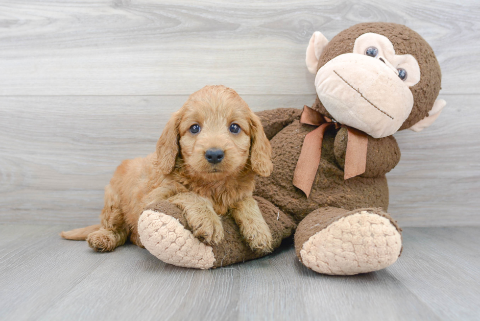 Adorable Golden Retriever Poodle Mix Puppy