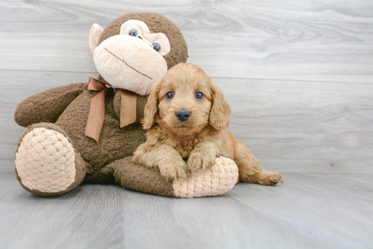 Popular Mini Goldendoodle Poodle Mix Pup