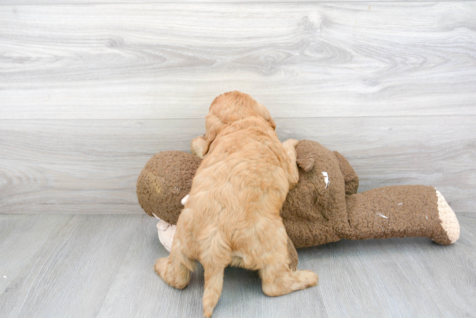 Hypoallergenic Golden Retriever Poodle Mix Puppy