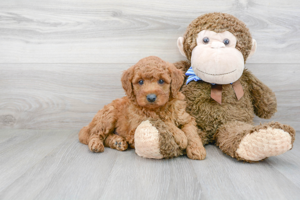 Cute Golden Retriever Poodle Mix Puppy