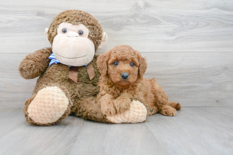 Mini Goldendoodle Pup Being Cute