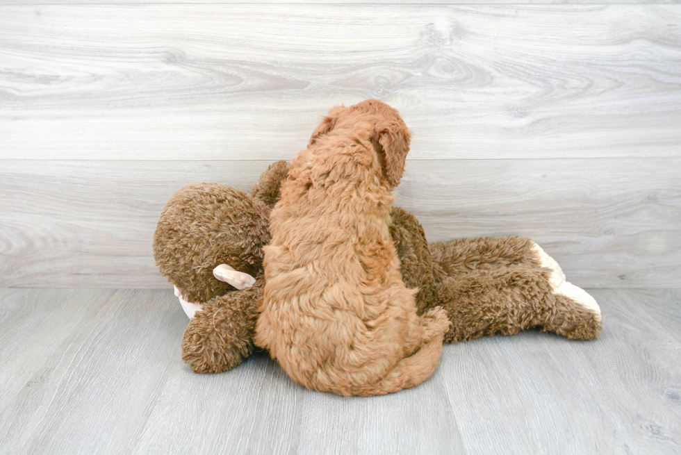 Cute Mini Goldendoodle Baby