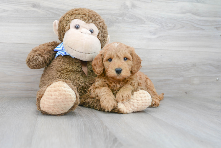 Mini Goldendoodle Puppy for Adoption