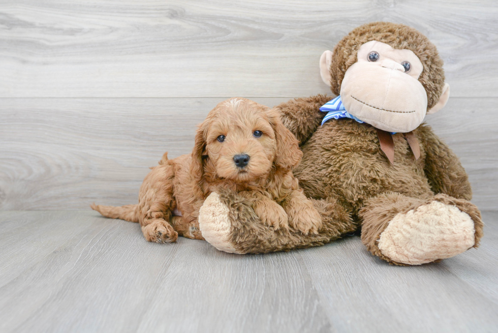 Adorable Golden Retriever Poodle Mix Puppy