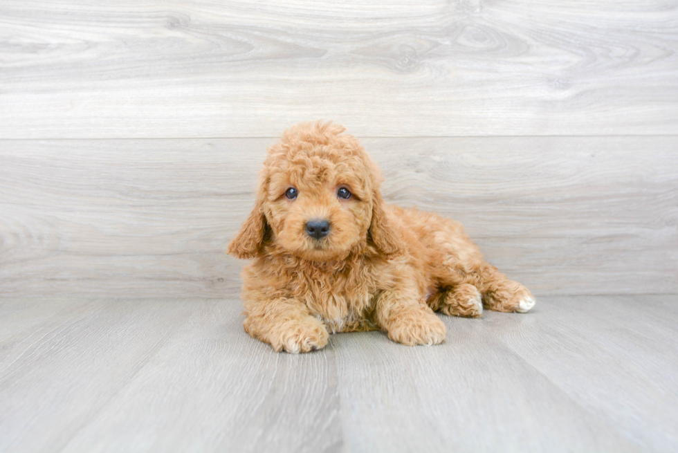 Mini Goldendoodle Pup Being Cute