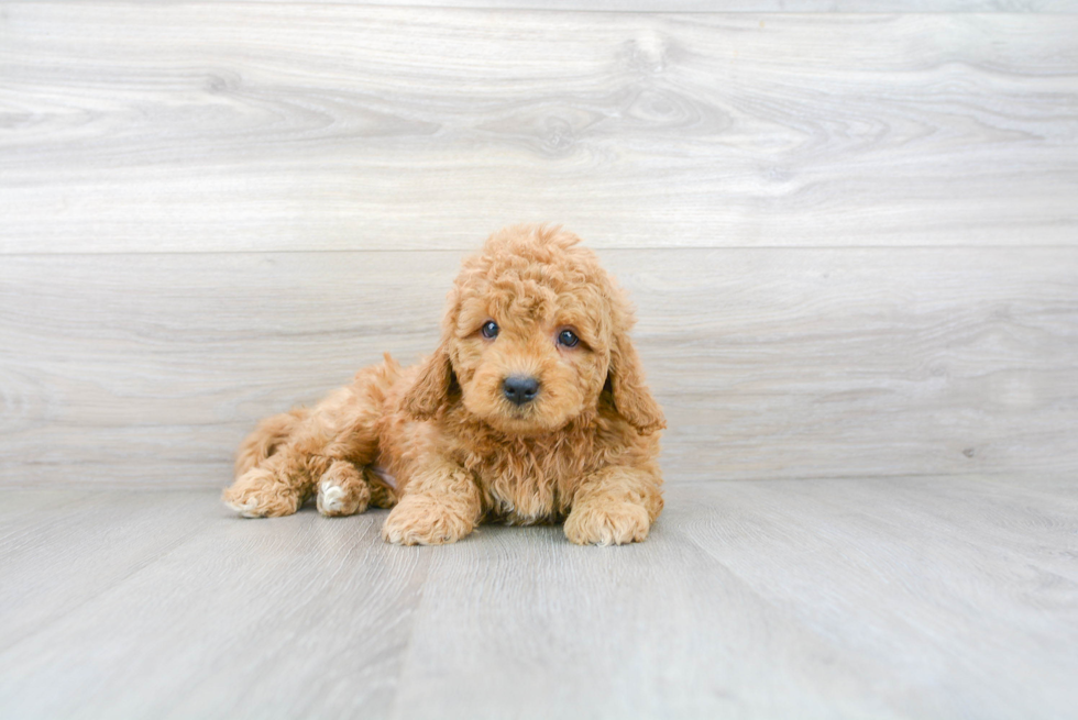 Playful Golden Retriever Poodle Mix Puppy