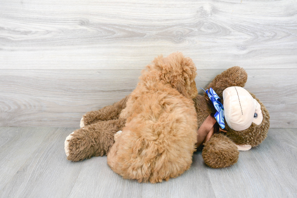 Funny Mini Goldendoodle Poodle Mix Pup