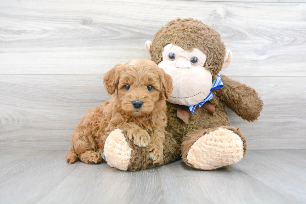 Mini Goldendoodle Pup Being Cute