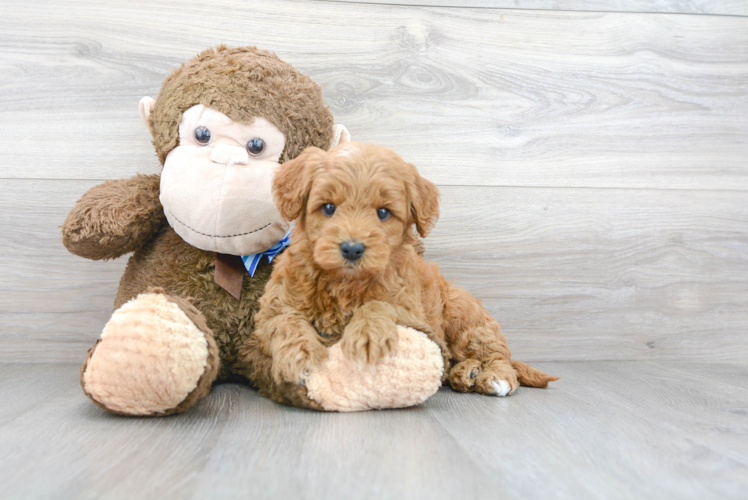 Mini Goldendoodle Pup Being Cute