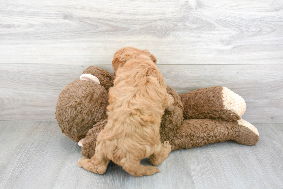 Fluffy Mini Goldendoodle Poodle Mix Pup