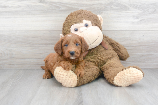 Mini Goldendoodle Puppy for Adoption